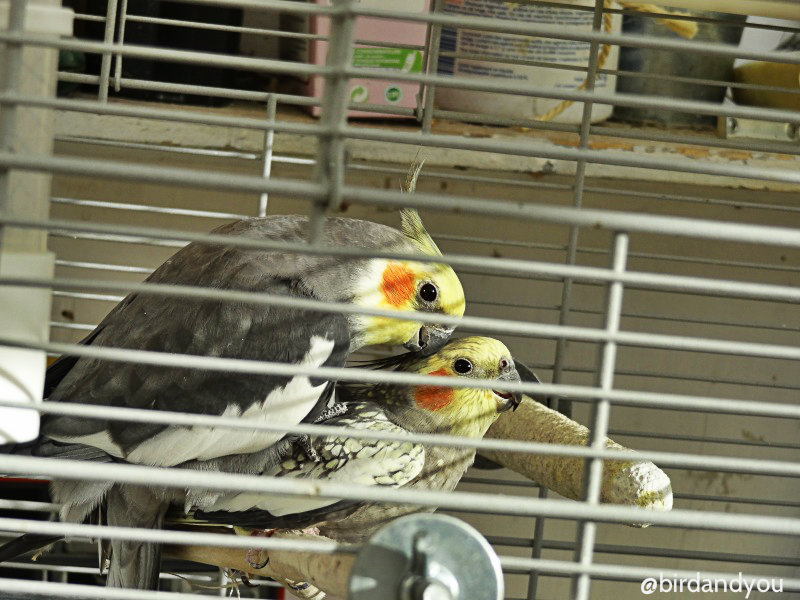 Cage oiseau noir cage perruche cage calopsitte cage conure - Ciel & terre